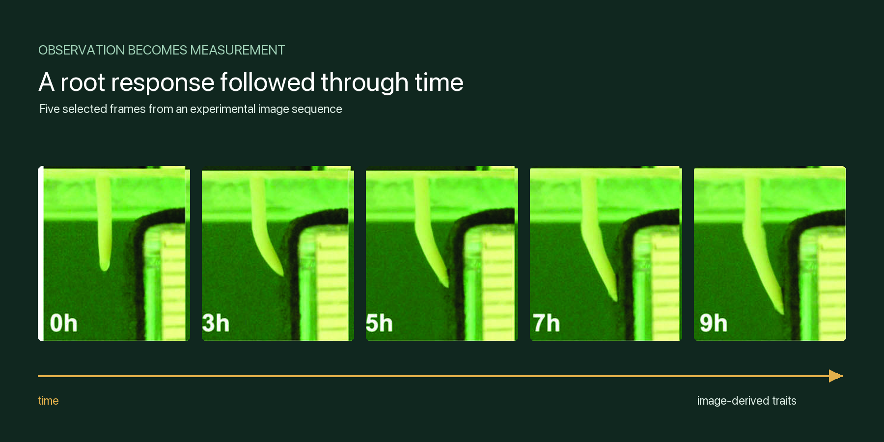 Five experimental images show a maize root changing direction over nine hours, illustrating how a time series becomes image-derived measurements.